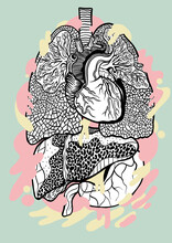 Illustrations Of Human Organs 
