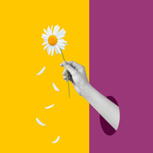 Contemporary Art Collage Of Human Hand Holding Chamomile Flower On A Bright Background. Copy Space. 