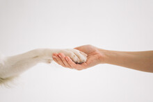 Hand And Dog Paw Holding Each Other