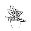 Scindapsus Treubii Moonlight houseplant in a pot
