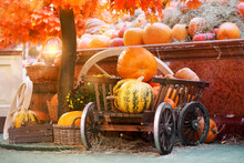 Decoration In The Shop With Pumpkins. Autumn Background