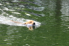 Trained Dog Retrieving Hunters Game