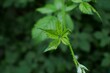 Closeup shot of leaves of Rubus on the blurred background