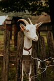 Fototapeta Zwierzęta - Koza