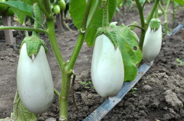 Wall Mural - In the soil, white eggplant grows