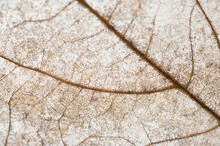 Dead Brown Leaf Texture Showing The Structure Of The Veins In A Full Frame Background