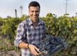 © Budimir Jevtic - Farmer harvesting grapes in vineyard