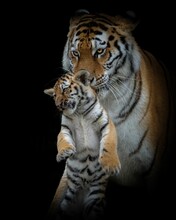 Vertical Portrait Of A Siberian Tiger With Its Cub Isolated On A Black Background