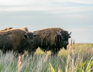 Closeup shot of two brown buffalos on a grass field