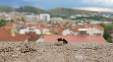 Selective Focus Shot Of Bee On A Stone Wall Against Buildings