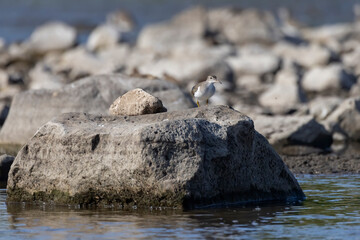 Canvas Print - Spotted Sandpiper (Actitis macularius). Small shorebird on a stone in a river.