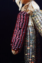 Bunch Of Multi-colored Indian Flint Corn Hanging In The Showcase Of The Oriental Market Store In Heidelberg, Bavaria, Germany. Dark Brown Background. Close-up. Macro. Side View. Dark Background