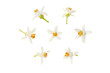 Neroli white flower in different positions set isolated transparent png. Citrus bloom. Seven orange tree blossoms.