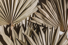 Natural Dry Palm Leaves Close-up