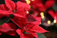 Red Poinsettia Against Blurred Festive Lights, Closeup. Christmas Traditional Flower