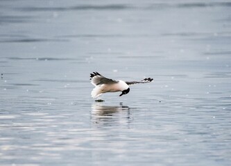 Wall Mural - Black headed gull getting fish from the water