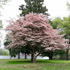 Wall Mural - beautiful pink dogwood tree in the spring