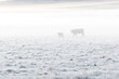 © Austockphoto - cow and calf in frosty paddock on a foggy morning