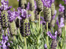 Blue Banded Bee In Lavender Flowers