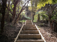 View Of Long Wooden Staircase At Hiking Trail