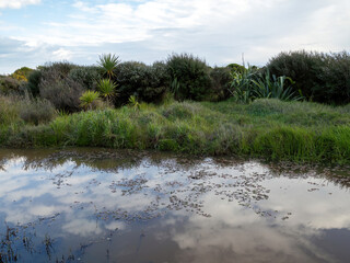 Wall Mural - Muddy river with lash grass on its bank