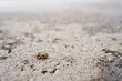 Small brown frog sits on a gray pavement. Close-up. High quality photo