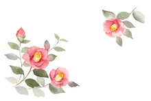 Watercolor Illustration Of Camellia Flower With Transparent Background