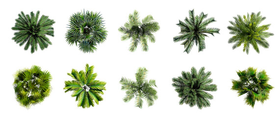 Collection of 3D Top view Green Palm Trees Isolated on PNGs transparent  background , Use for visualization in architectural design or garden decorate	