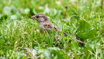 Sticker - Portrait of a sparrow in the green grass