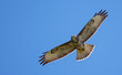 Common buzzard (Buteo buteo) flies high in blue sky with stretched wings