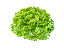 Batavia Lettuce Salad Rosette Isolated Transparent Png. Green Leafy Veggie. 