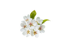 Apple Tree Flowers With Leaves Isolated Transparent Png.
