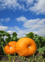 Three Large Orange Pumpkins Close-up Lying On The Ground. Green Leaves And Blue Sky.