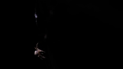 Close-up spider spinning its web in the night. Work in progress, continuously moving insect legs, preparing for evening hunting. Halloween, nighttime, nightmare and fear concept with black background.