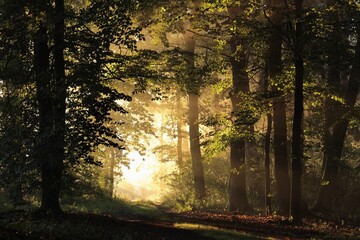 Wall Mural - A forest path among oak trees on a misty autumn morning