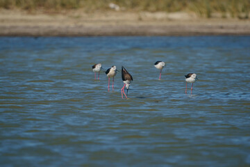 Wall Mural - Black-winged Stilt (Himantopus himantopus) perched in lake