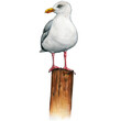 Watercolor seagull on a wooden mooring pole