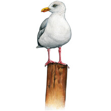 Watercolor Seagull On A Wooden Mooring Pole