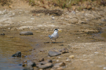 Wall Mural - Little Tern (Sternula albifrons) perched on the sand at the water's edge