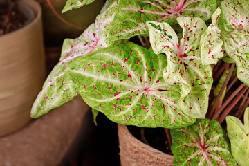 Wall Mural - Leaf of 'Caladium Miss Muffet' houseplant with pink and green leaves with red dots