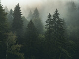 Fototapeta Pomosty - drzewa we mgle