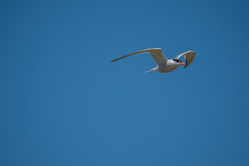 Wall Mural - Common Tern (Sterna hirundo) flying in the blue sky