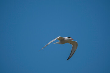 Wall Mural - Common Tern (Sterna hirundo) flying in the blue sky