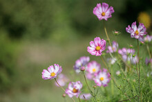 Bicolored Blossoms Of Mexican Aster (Cosmea Bipinnatus).