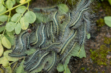 Wall Mural - Caterpillars feed by chewing plants. Most common are those that consume leaves and needles. Here are a group of beautiful caterpillars on a leaf feeding on it.