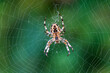 Adult spider perched on a web in a green garden