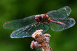 A dragonfly in the garden sits in a tree