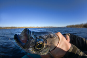 The Sabrefish (Pelecus cultratus) was caught from the northern river. Fisherman made portraits of big fish different angles. The fisheye lens is used