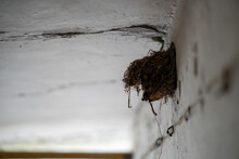 Indoor Swallow's Nest