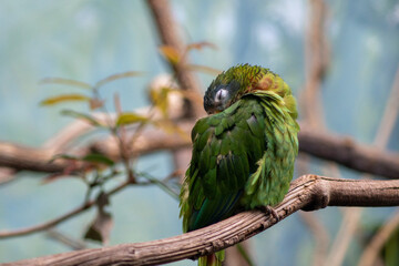 green sleeping parrot on branch